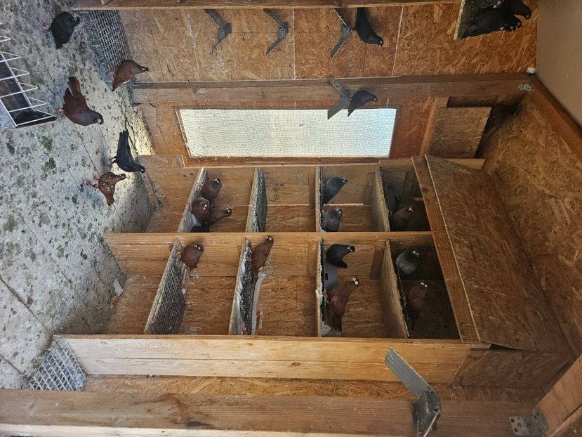  - 1966 Sorin Arbunea