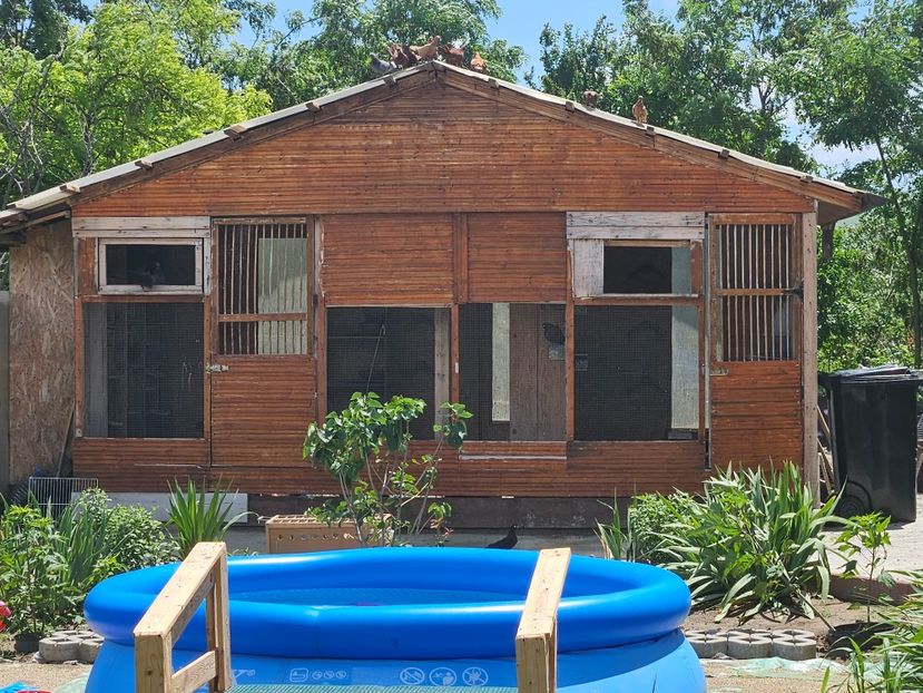  - 1966 Sorin Arbunea