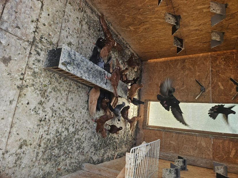  - 1966 Sorin Arbunea