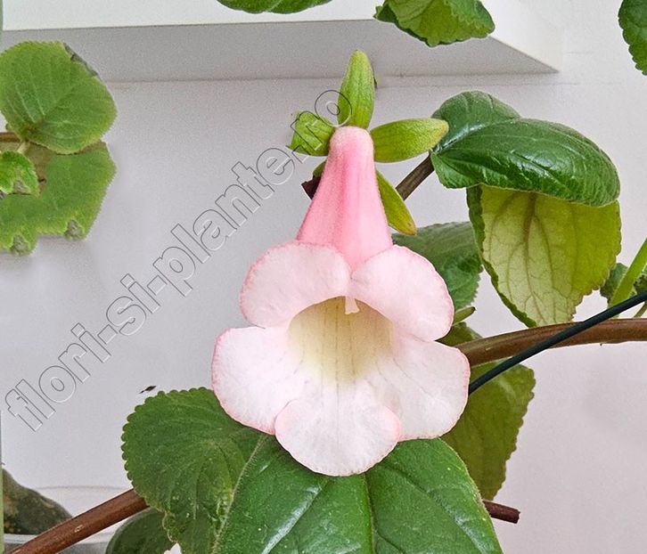 Luci s Pink Coral - GLOXINIA-SINNINGIA _COLECTIA 2020_2024