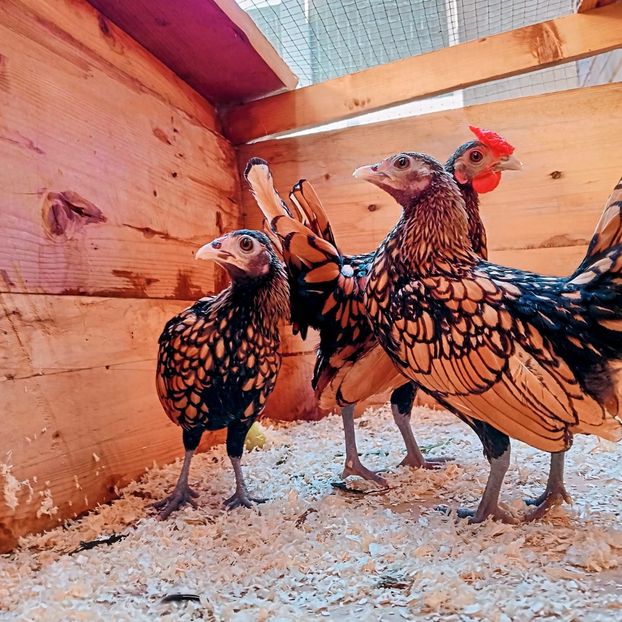 Sebright gold 2024 - SEBRIGHT AURIU 2024