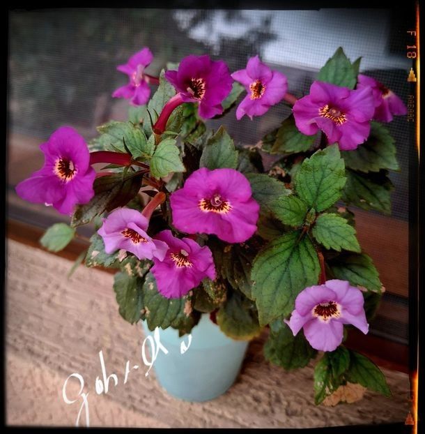 Caprice - Achimenes