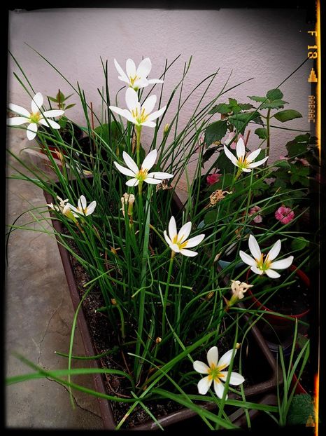  - ZZ Zephiranthes