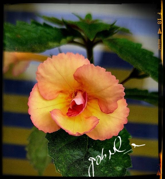 Anna Foya - Achimenes