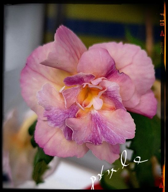 BriD s  Viktoria - Achimenes