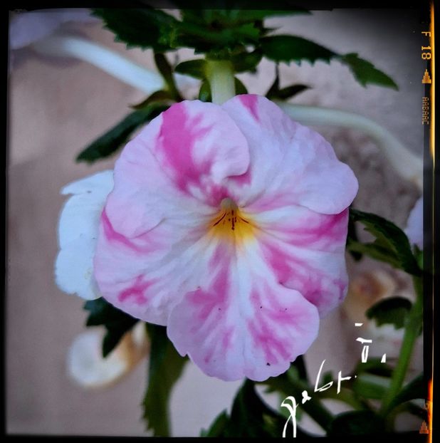 Royal Blush - Achimenes