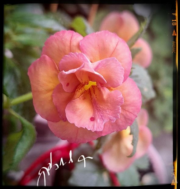 Golden Buck - Achimenes