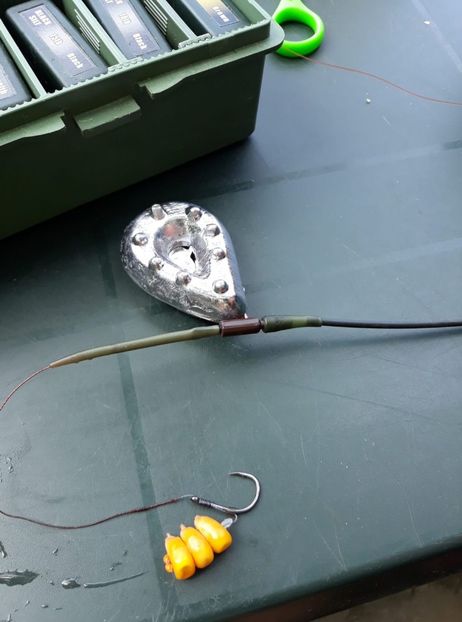 35541608_10211723769715906_6126405569365409792_o-1142x1536 - Porumbei