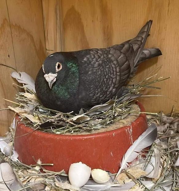  - Nu îmi aparțin 7