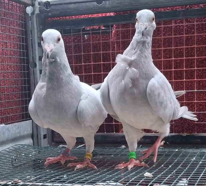  - Nu îmi aparțin 7