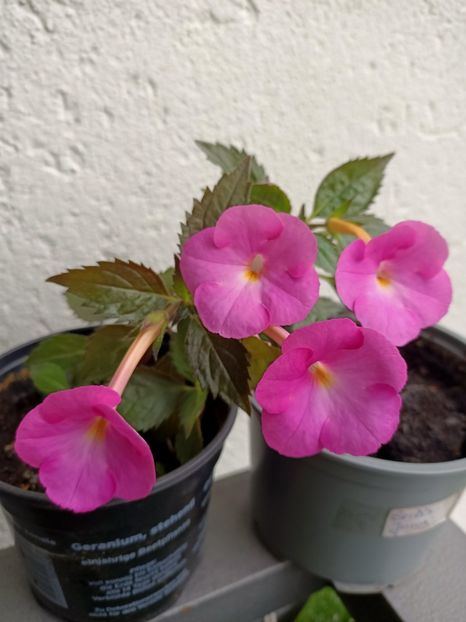 10.09.2024 - BriDs Juna