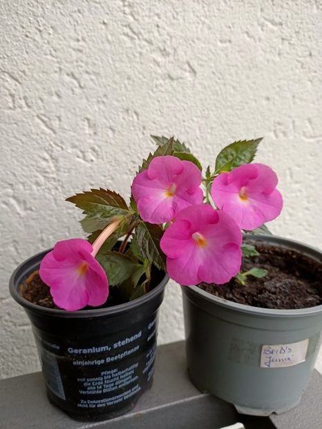 BriD's Juna - Achimenes 2024