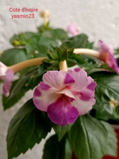 10.09.2024 - Achimenes 2024