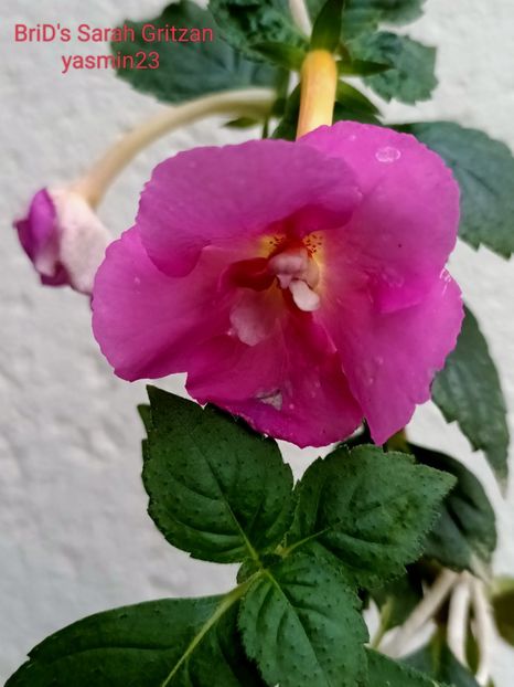 10.09.2024 - A-Achimenes BriDs