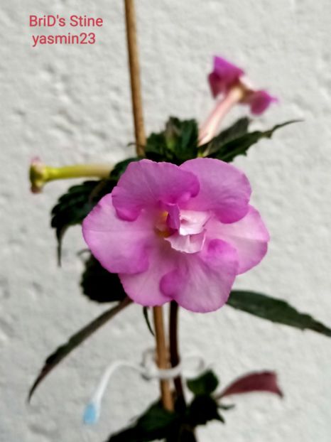 10.09.2024 - A-Achimenes BriDs