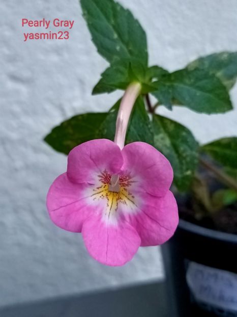 10.09.2024 - Achimenes 2024
