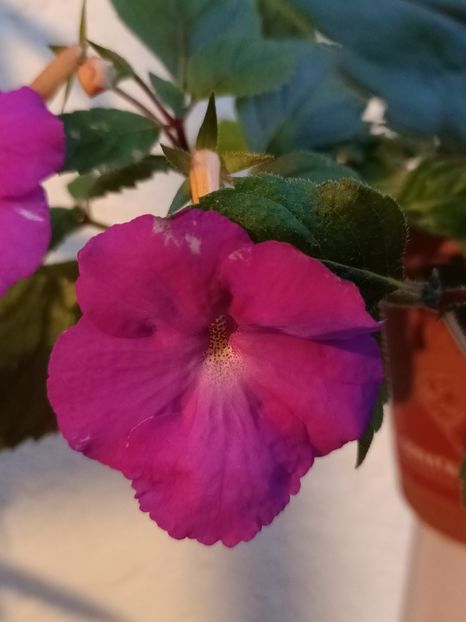 Purple King - Achimenes 2024