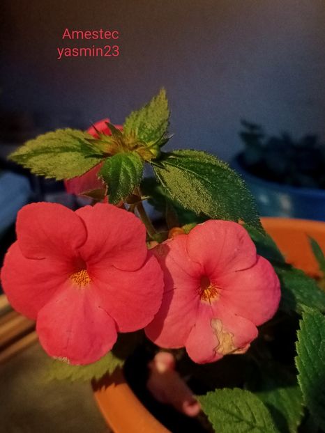 10.09.2024 - Achimenes 2024