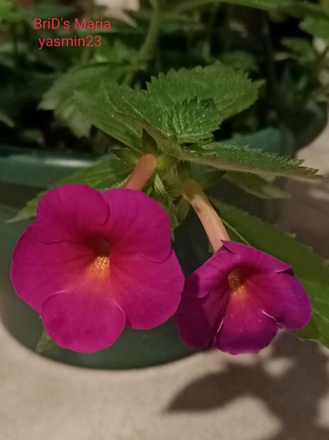 10.09.2024 - BriDs Maria