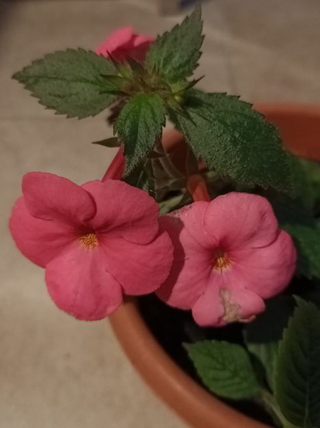 10.09.2024- amestec - Achimenes 2024