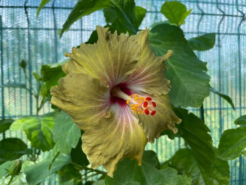  - Moorea Green Gold Pearl