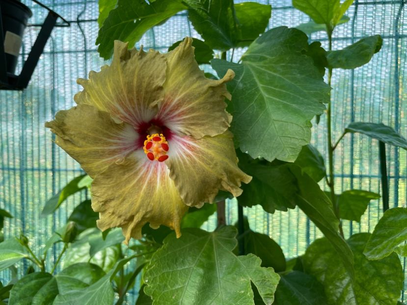  - Moorea Green Gold Pearl