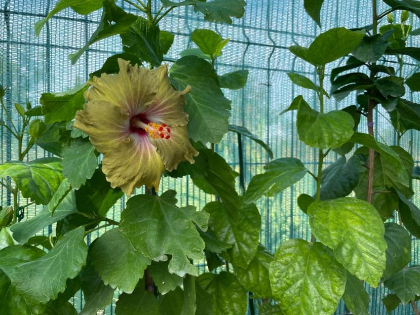  - 001 - Hibiscusi 2024 - 2