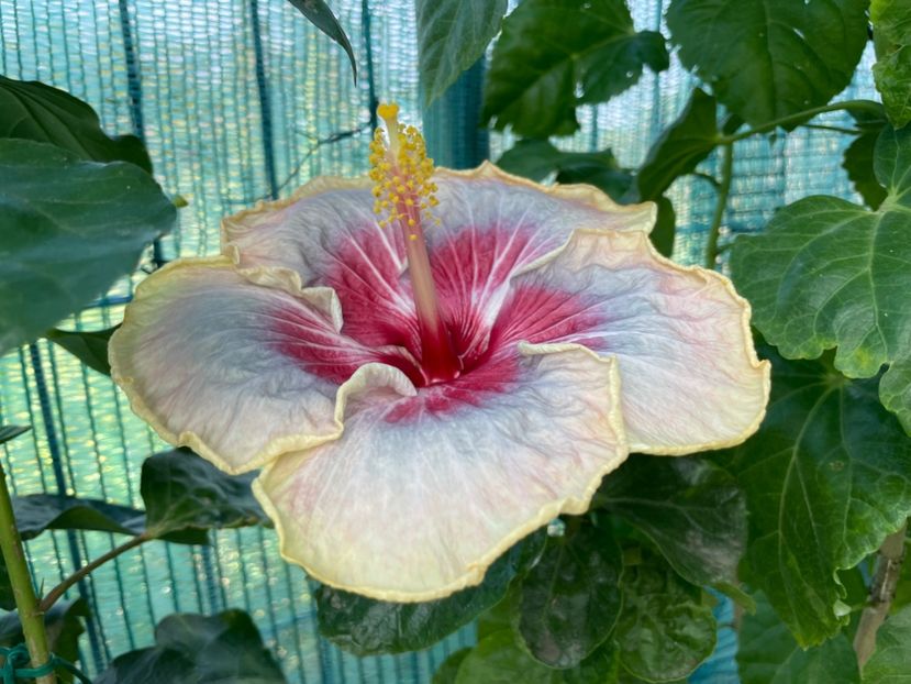  - 001 - Hibiscusi 2024 - 2