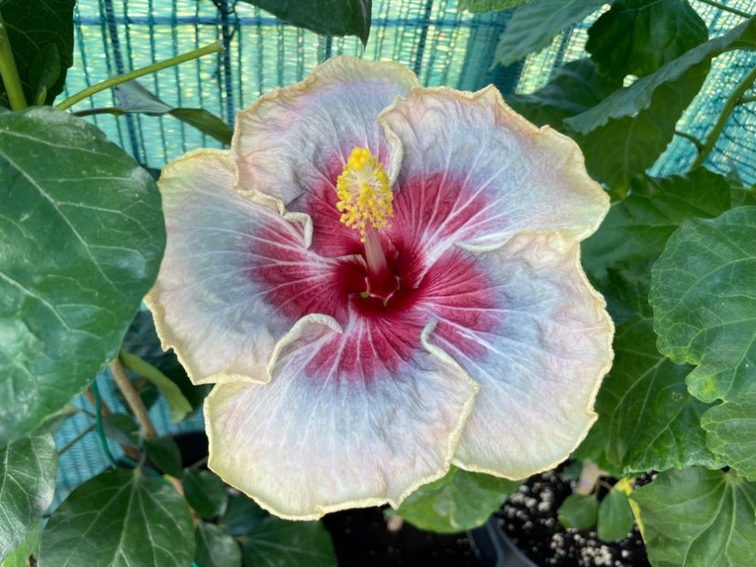  - 001 - Hibiscusi 2024 - 2