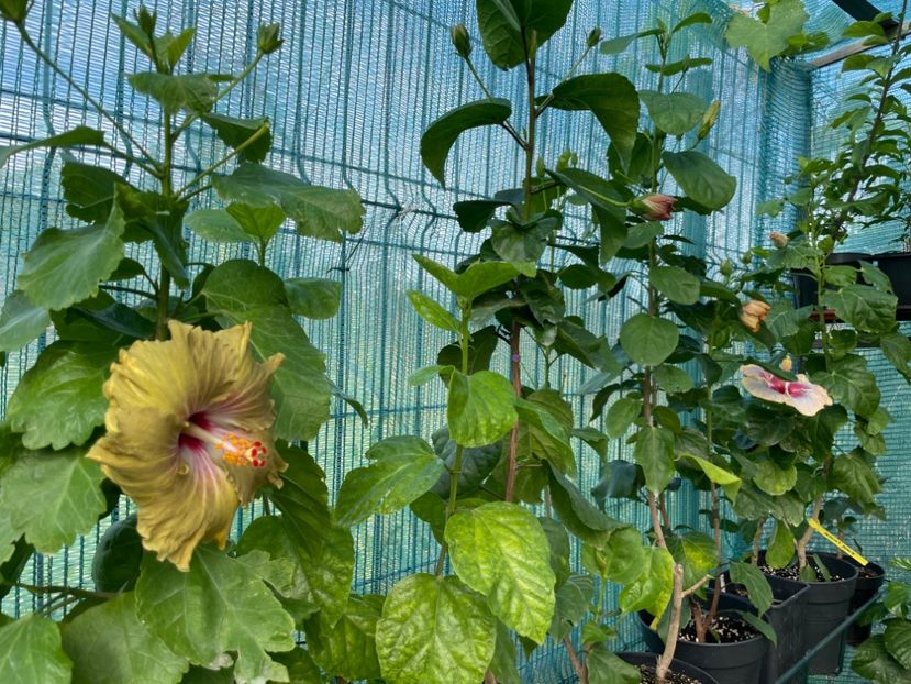  - 001 - Hibiscusi 2024 - 2