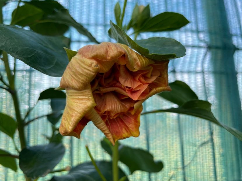  - 001 - Hibiscusi 2024 - 2