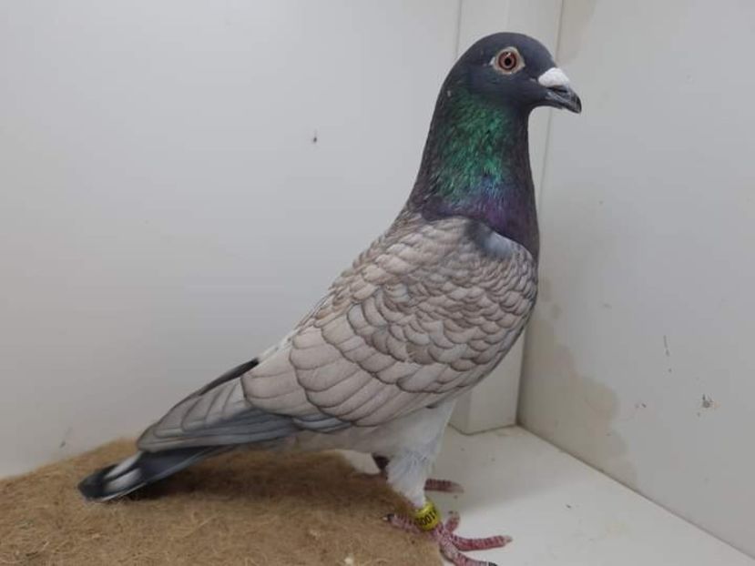  - Nu îmi aparțin 7