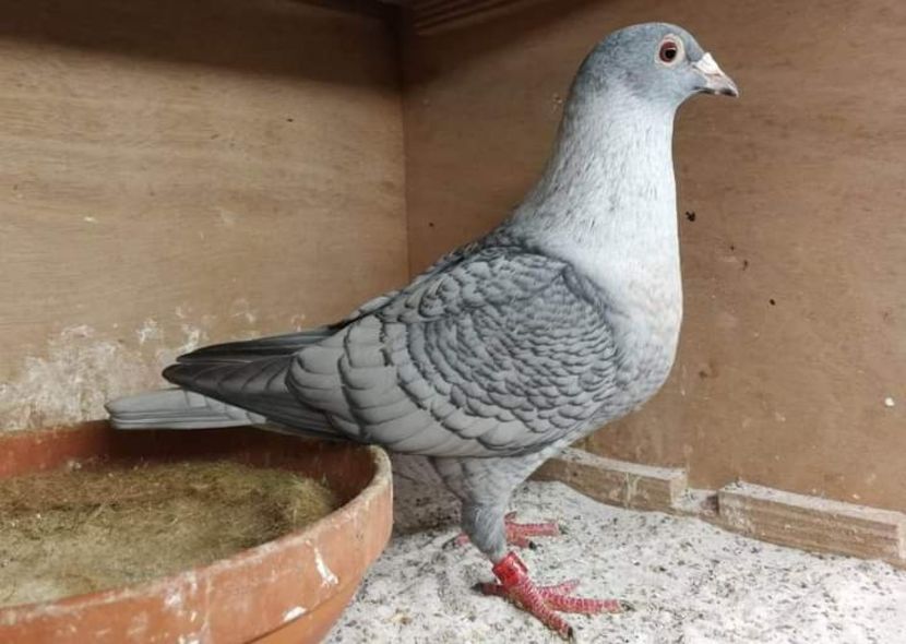  - Nu îmi aparțin 7