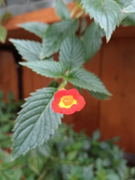 2024 - Heterophylla