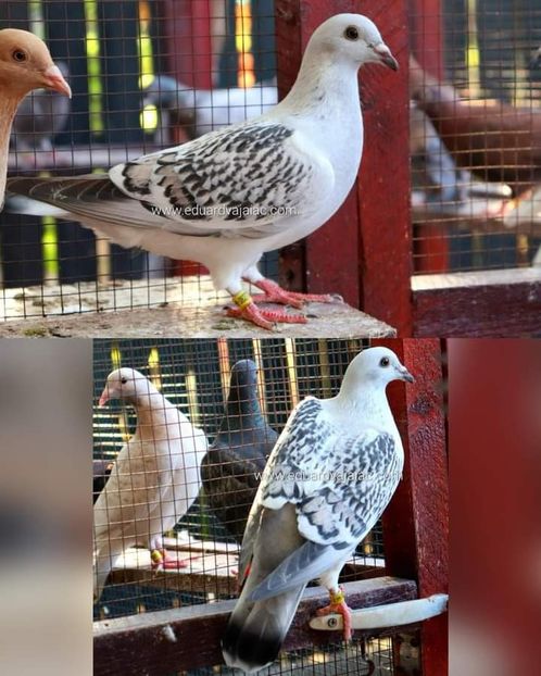  - Nu îmi aparțin 7