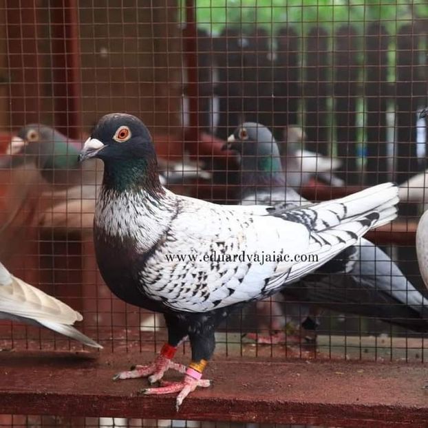  - Nu îmi aparțin 7