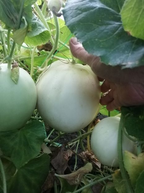  - SEMINTE PEPENE GALBEN - D 219 SNOW LEOPARD