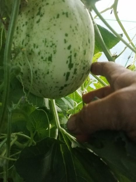  - SEMINTE PEPENE GALBEN - D 219 SNOW LEOPARD