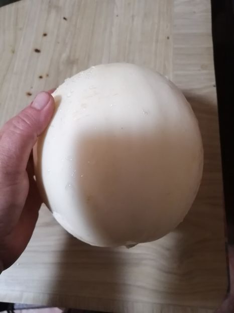  - SEMINTE PEPENE GALBEN - D 219 SNOW LEOPARD