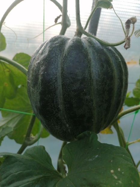  - SEMINTE PEPENE GALBEN - D 220 ZATTA