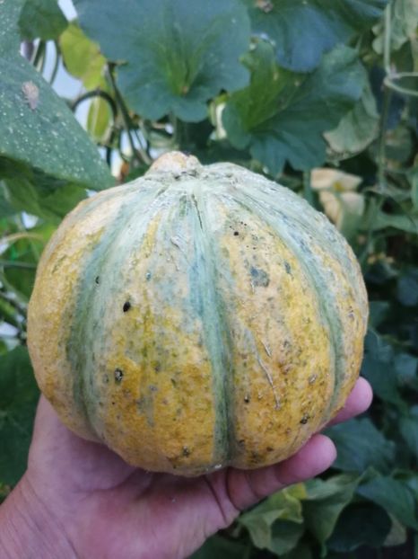  - SEMINTE PEPENE GALBEN - D 220 ZATTA