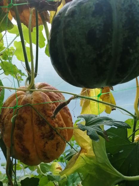  - SEMINTE PEPENE GALBEN - D 220 ZATTA