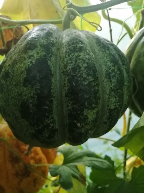  - SEMINTE PEPENE GALBEN - D 220 ZATTA