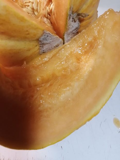  - SEMINTE PEPENE GALBEN - D 220 ZATTA