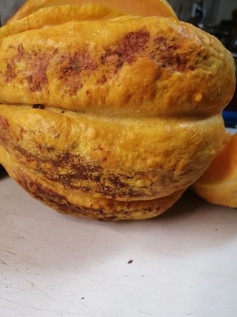  - SEMINTE PEPENE GALBEN - D 220 ZATTA