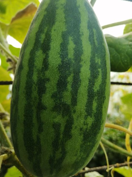  - SEMINTE CASTRAVETI - D 133 SAMBAR CUCUMBER