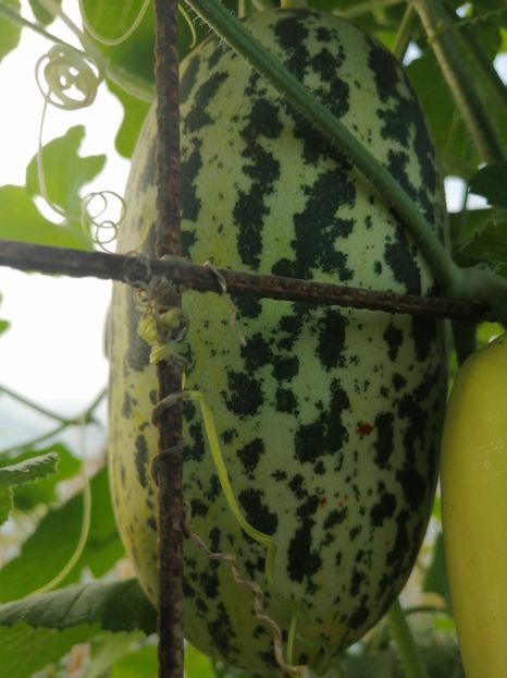  - SEMINTE CASTRAVETI - D 133 SAMBAR CUCUMBER