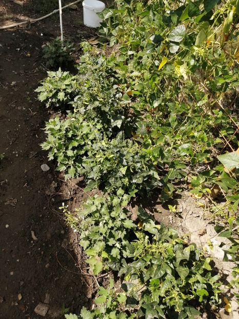  - SEMINTE FASOLE LIMA PITICA - JACKSON WONDER - D 225