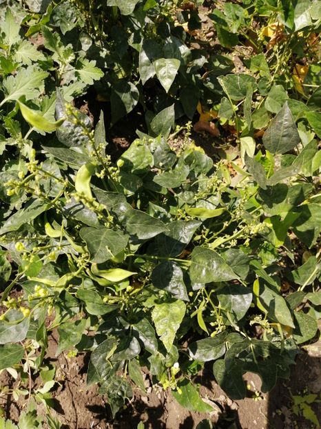  - SEMINTE FASOLE LIMA PITICA - JACKSON WONDER - D 225