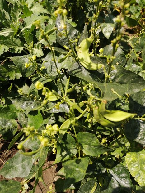  - SEMINTE FASOLE LIMA PITICA - JACKSON WONDER - D 225